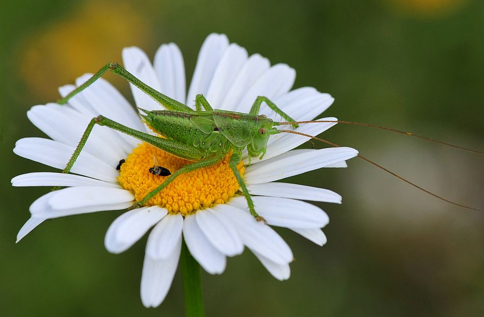 La vita in un fiore